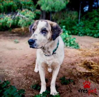 Ράτσα: Άγνωστο - Ημίαιμο | Ηλικία: 5+ | Φύλο: Αρσενικό | Αρ. Microchip: - | Ημίαιμο | Περιοχή: Νέα Σμύρνη, Αττική